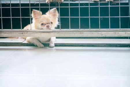 vintage style pitiful chihuahua dog sitting in cage,he need free to coming into houseの写真素材