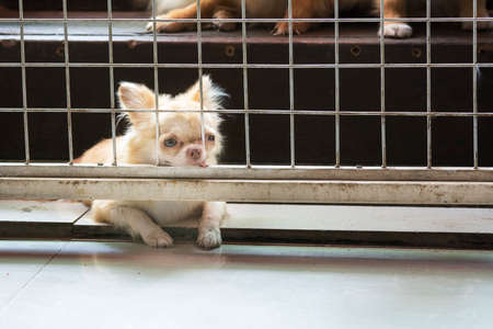 pitiful small body brown chihuahua dog sitting in cage,he need free to coming into houseの写真素材