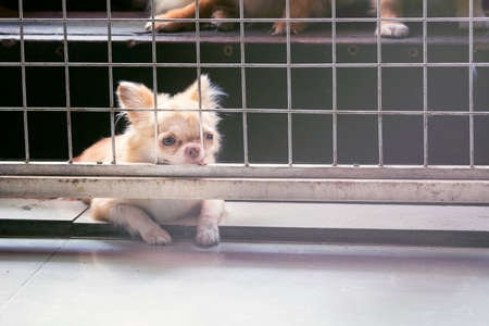 vintage style pitiful small body brown chihuahua dog sitting in cage,he need free to coming into houseの写真素材