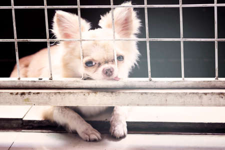 vintage style pitiful small body brown chihuahua dog sitting in cage,he need free to coming into houseの写真素材