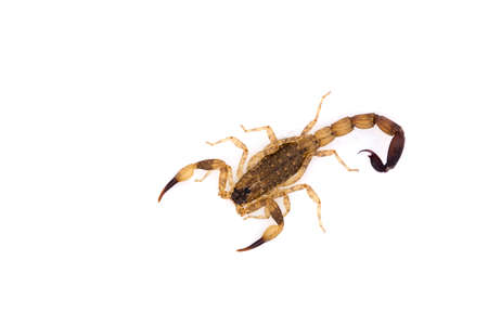 top view of isolated scorpionの写真素材