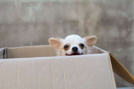 white chihuahua siting in box whit concrete wall backgeoundの写真素材