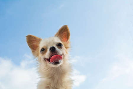 white chihuahua with concrete wall backgroundの写真素材
