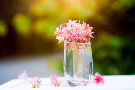 beautiful soft pink flowers background in worm toneの写真素材