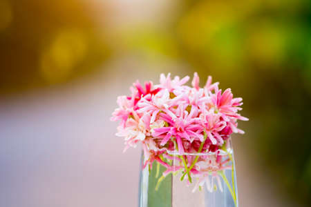 beautiful soft focus pink flowers background in worm toneの写真素材