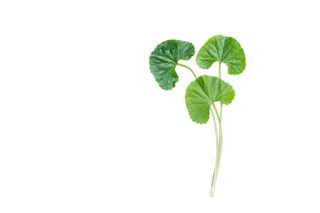 isolated top view fresh green asiatic pennywort leafの写真素材