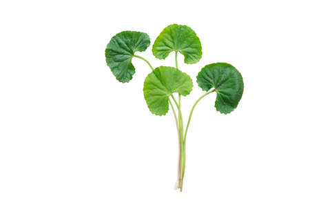 isolated top view fresh green asiatic pennywort leafの写真素材