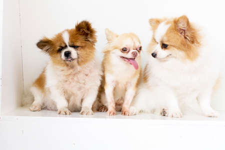 selective focus on lovely small body brown chihuahua sitting with beautiful pomeranian on white backgroundの写真素材