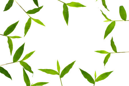 abstract nature background the frame of green grass for a copy spaceの写真素材