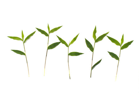 abstract nature background the frame of green grass for a copy space