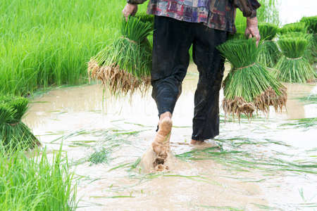 selective focus on farmer with rice spouts in hand on  green fieldの写真素材