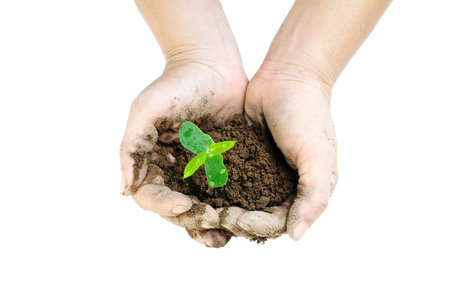 plant growing with soil among woman hands on white backgroundの写真素材