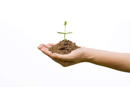 plant growing with soil on woman hands on white backgroundの写真素材