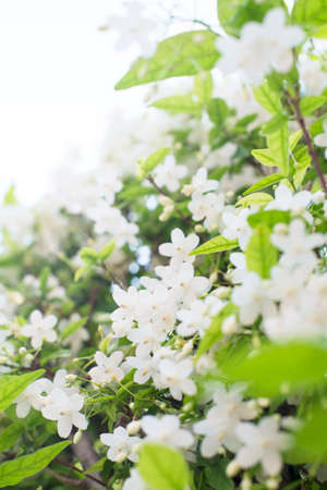 selective focus fresh and beautiful wild water plum flowers with blue sky backgroundの写真素材