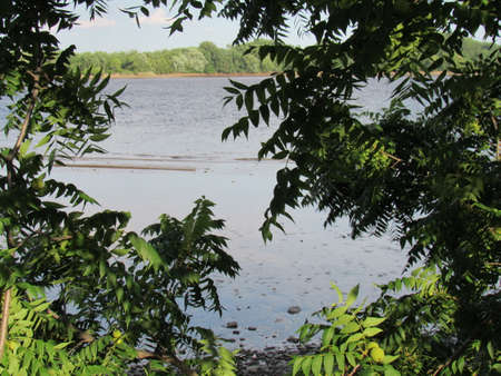 Thru the Treesの写真素材