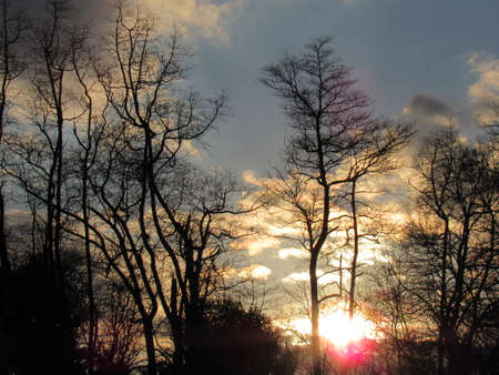 Sunset Treesの写真素材