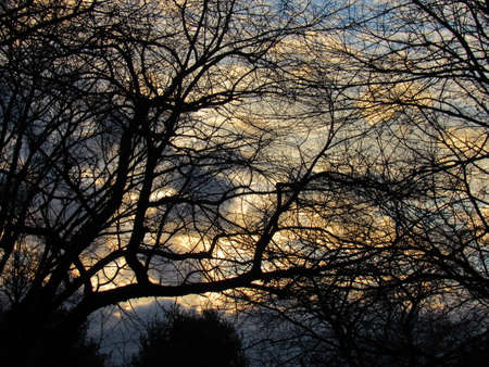 Thru the Treesの写真素材