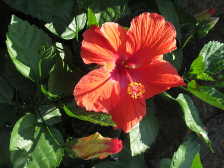 Flower Bloomedの写真素材