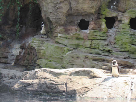 Peek-A-Boo Penguinの写真素材