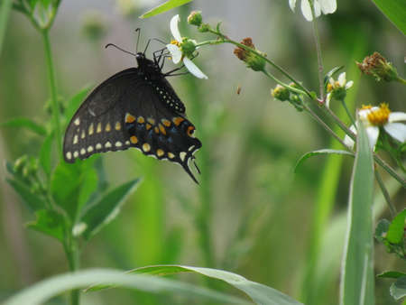 Butterflyの写真素材