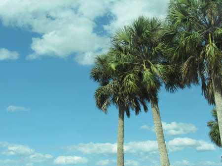 Palm Tree Skyの写真素材