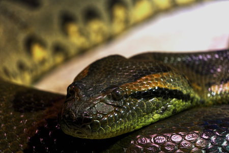 Green Anaconda Close-up in Terrarium