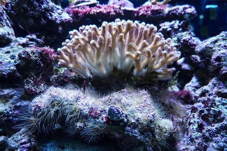 Coral reef aquarium fish anemones close up sea ocean waterの写真素材