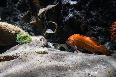Coral reef aquarium fish anemones close up sea ocean water