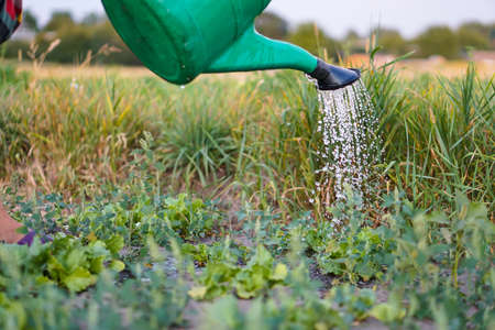 Young woman torso watering plants in the garden at summertime.の写真素材