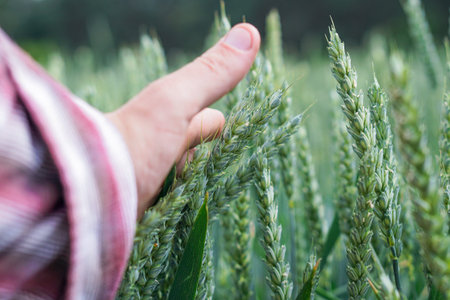 wheat in the men's hand