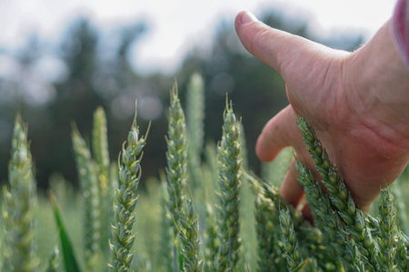 wheat in the men's hand