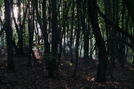 sunset in the woods, dark forest a