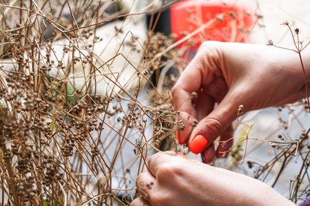 Spice - Coriander seeds.The girl collects coriander grains with her hands