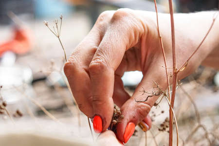 Spice - Coriander seeds.The girl collects coriander grains with her handsの写真素材