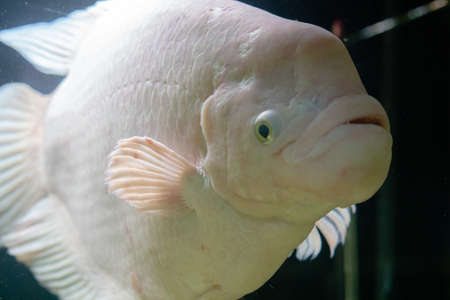 tropical fishes meet in blue coral reef sea water aquarium. Underwater paradiseの写真素材
