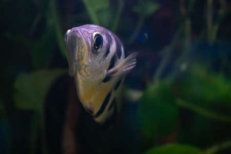 tropical fishes meet in blue coral reef sea water aquarium. Underwater paradiseの写真素材