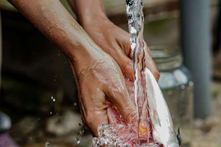 Women is cleaning and washing fish with handsの写真素材