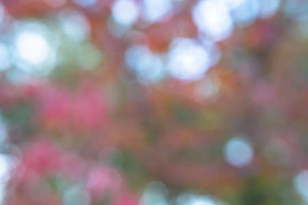 blurred autumn forest bokeh background with small raindrops, autumn forest textureの写真素材