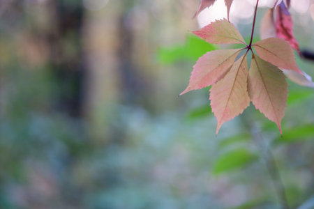 Autumn background, leaves in the foreground. in the background blurred background, bokehの写真素材