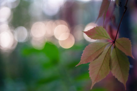 Autumn background, leaves in the foreground. in the background blurred background, bokeh