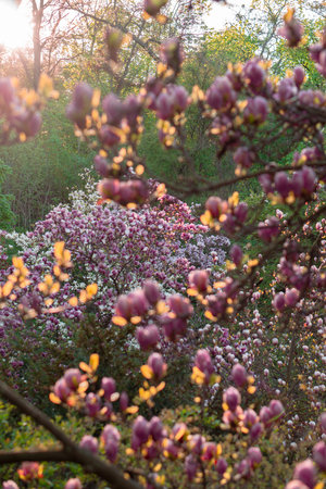Photo of magnolias in the morning sunlightの写真素材