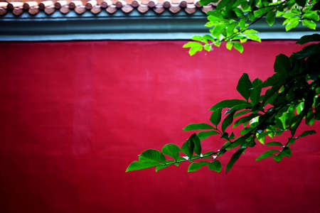 green leaves with red wallの写真素材