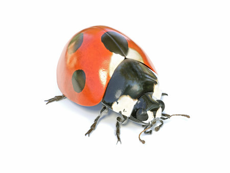 Ladybug