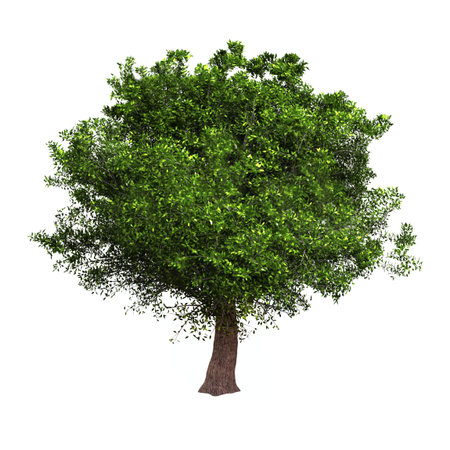 Very high resolution 3d rendering of an isolated treeの写真素材