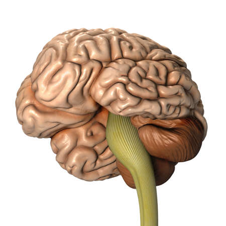 Very high resolution 3d rendering of an human brain の写真素材