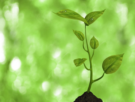 Very high resolution 3d rendering of a small plant over a white and green の写真素材