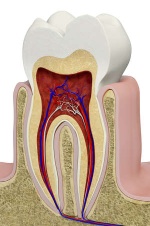 Very high resolution 3d rendering of an anatomic tooth section.の写真素材