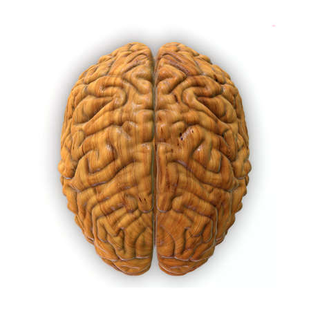 Very high resolution 3d rendering of an human brain の写真素材