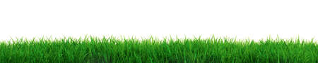 Very high resolution illustration of fresh grass over whiteの写真素材