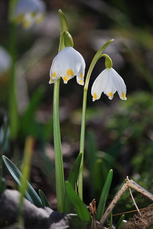 Close-up shot of snowdrops - Concept of spring coming